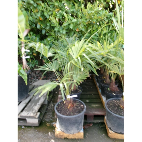 86 - Six mature potted Umbrella Palms