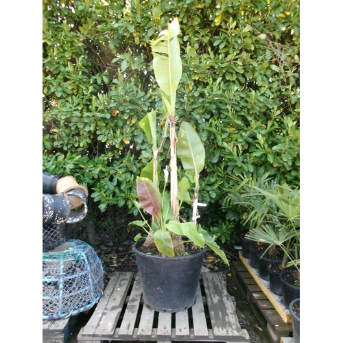 87 - A mature potted Banana plant