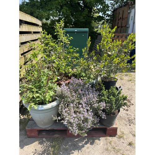 29 - Assorted potted shrubs and plants