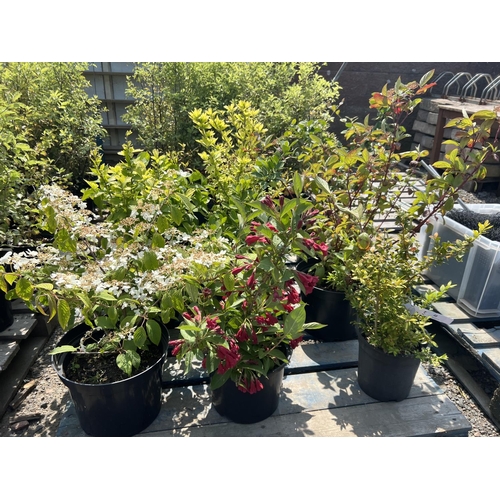 40 - Assorted potted shrubs