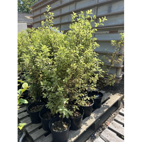 41 - Twenty Pittosporum hedging shrubs