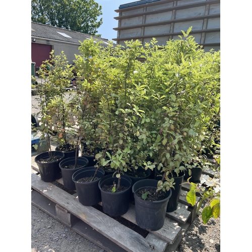 42 - Twenty Pittosporum hedging shrubs