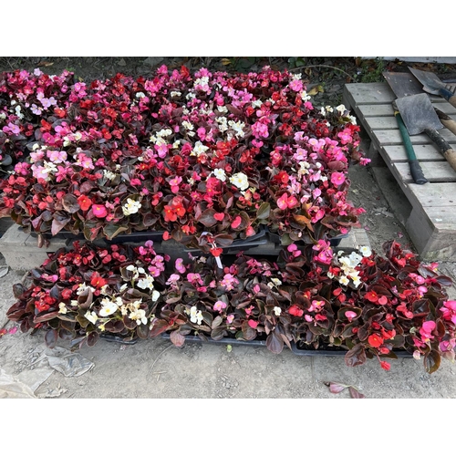 61 - Thirteen trays of Begonia bedding plants