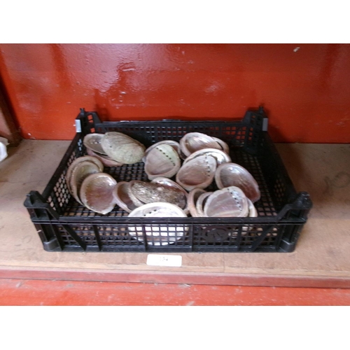 134 - A quantity of ormer shells