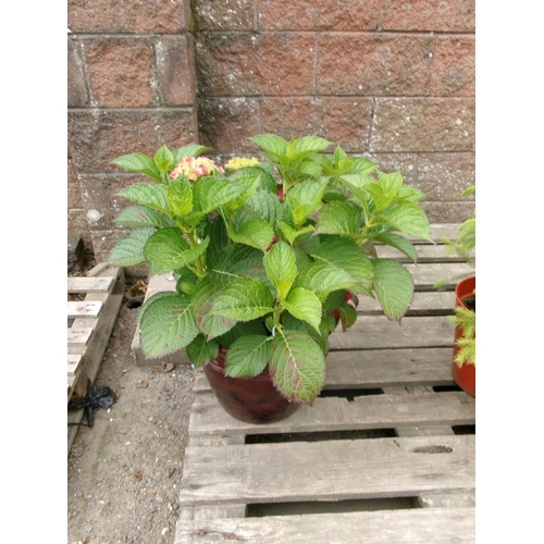 36 - A Hydrangea planted within a salt glazed planter