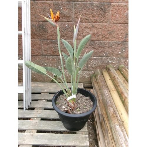 40 - A Bird of Paradise plant