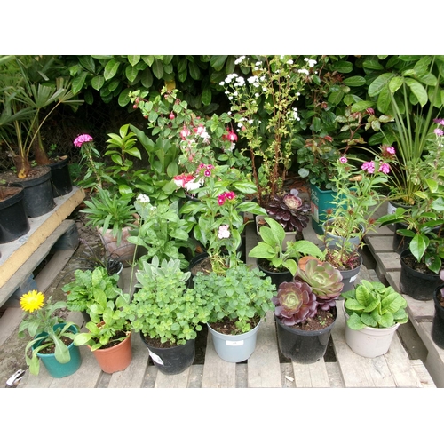 45 - An assortment of plants and shrubs