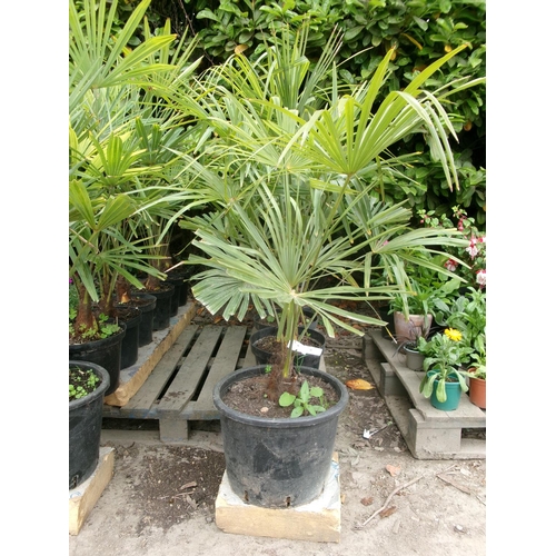 46 - Seven mature potted Umbrella Palms