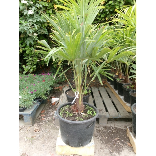 47 - Seven mature potted Umbrella Palms