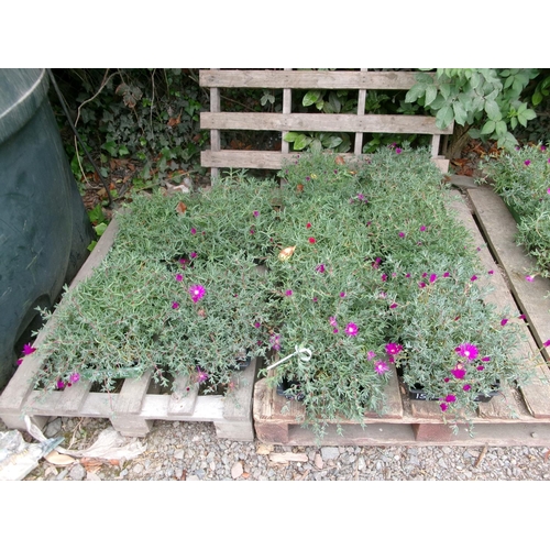 49 - Ten trays of Ice Plants