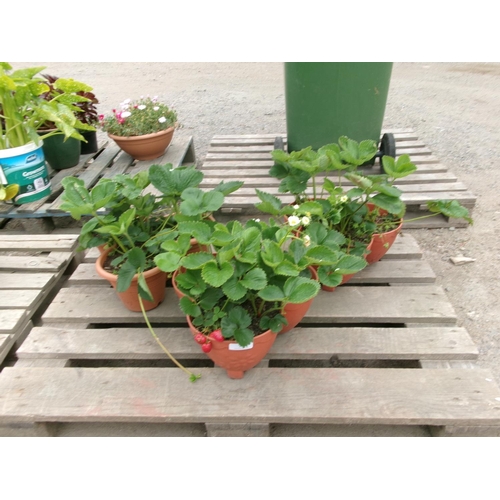 79 - Three tubs of Strawberry plants