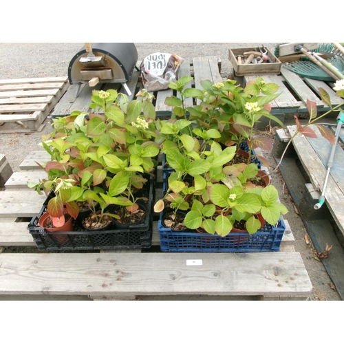 86 - Four trays of Hydrangeas