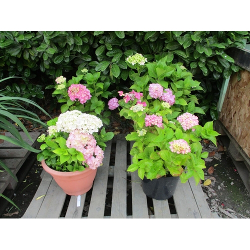 57 - Four potted Hydrangea shrubs