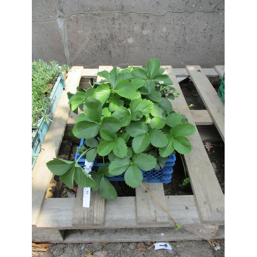 64 - A tray of Strawberry plants