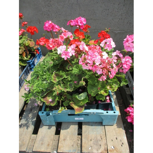 68 - A tray of Geranium