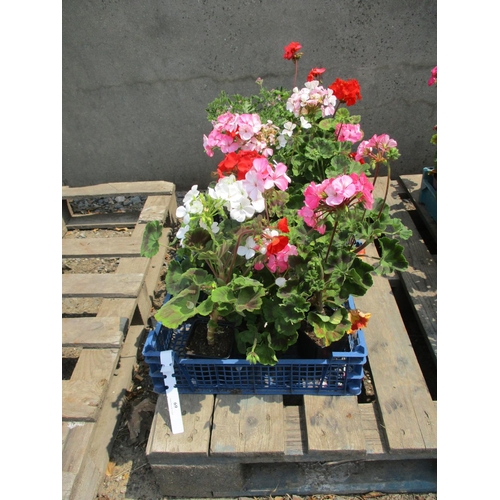 69 - Three trays of Geranium