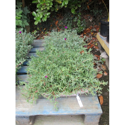 61 - Two trays of Ice Plants