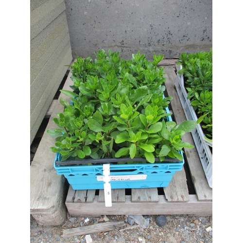 68 - A tray of Osteospermum (pink and blue)