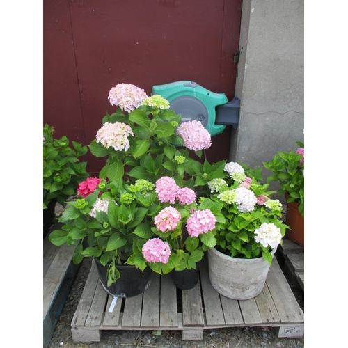 72 - Five mature potted Hydrangea shrubs