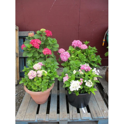 73 - Four mature potted Hydrangea shrubs