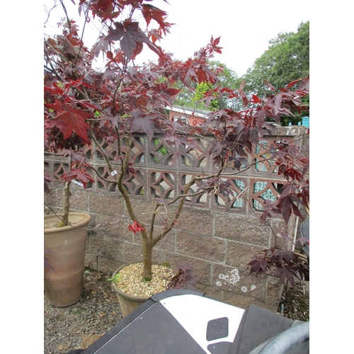 41 - A mature potted Japanese Maple (Acer)