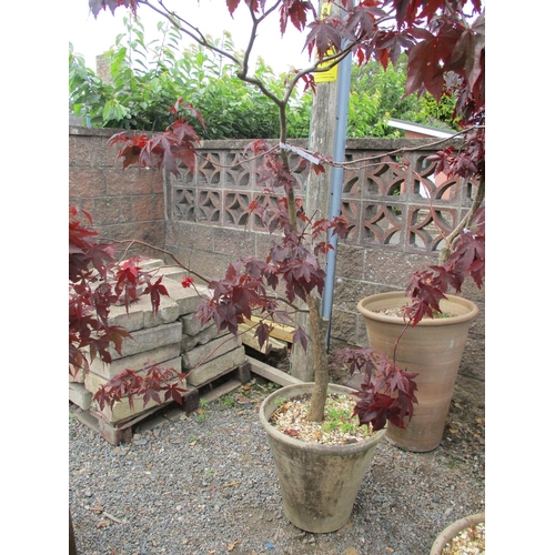 43 - A mature potted Japanese Maple (Acer)