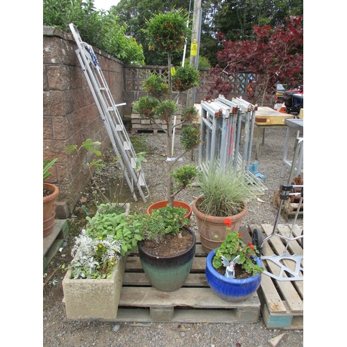 58 - Assorted shrubs and plants contained within various planters and troughs