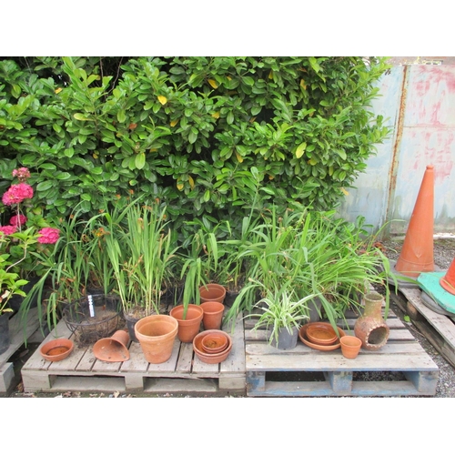 58 - A varied accumulation of weeds and terracotta flower pots, hanging baskets etc.