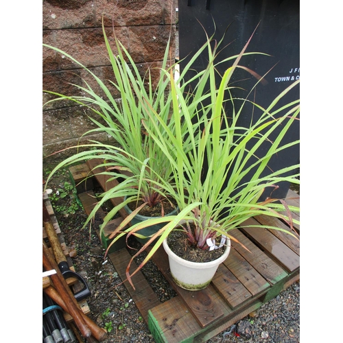 48 - Two potted Lemon Grass plants