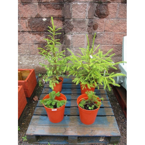 51 - Four potted Conifers