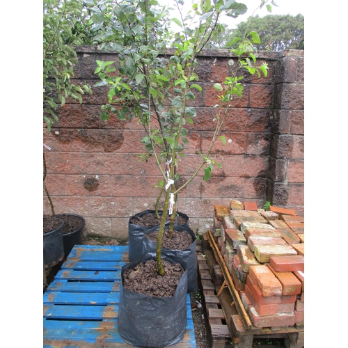 57 - Four Genuine Jersey eating and cooking apple trees on MM 111 root stock