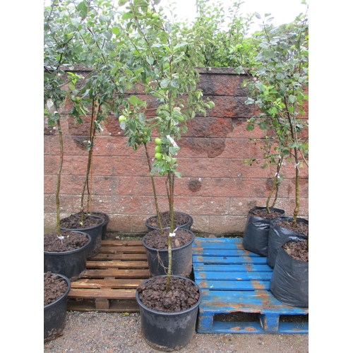 58 - Four Genuine Jersey Heritage cider apple trees on M25 root stock