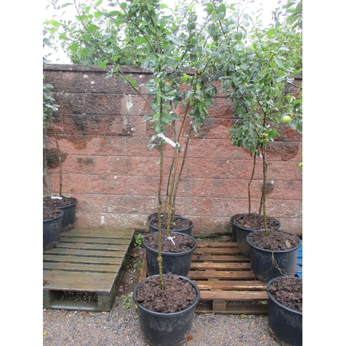 59 - Four Genuine Jersey Heritage cider apple trees on M25 root stock