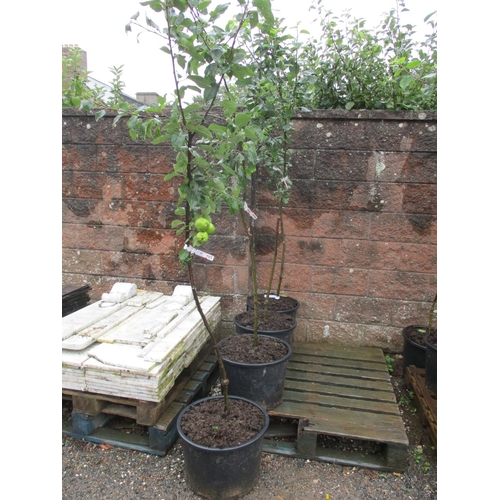 60 - Four Genuine Jersey Heritage cider apple trees on M25 root stock