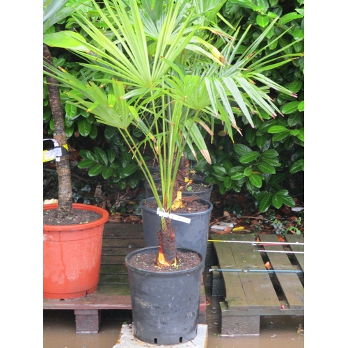 66 - Five mature potted Umbrella Palms