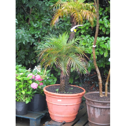 70 - A rare ten year old Pygmy Palm