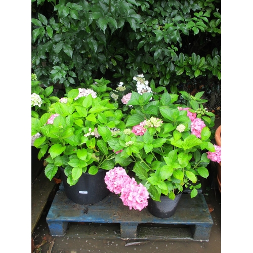 71 - Five mature flowering Hydrangea shrubs