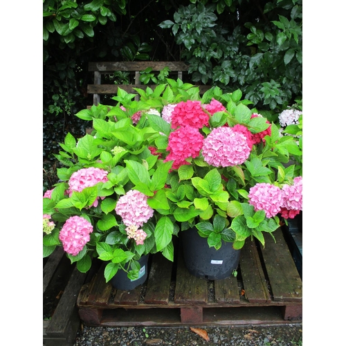 72 - Five mature flowering Hydrangea shrubs