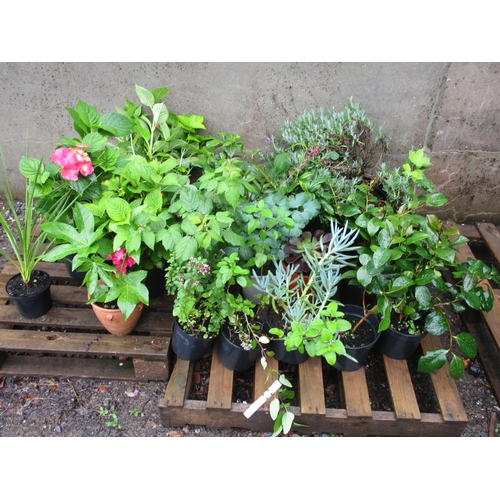 73 - An accumulation of potted plants and shrubs