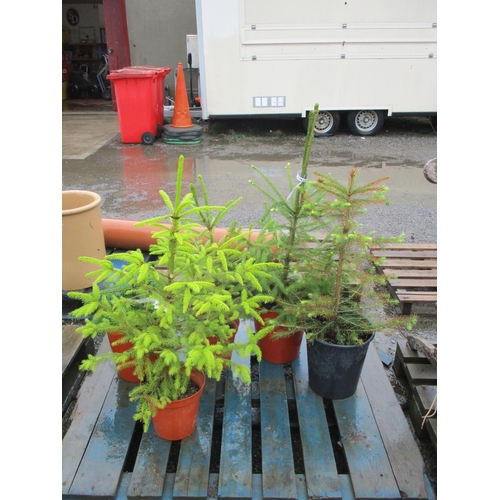 91 - Five potted Conifer shrubs