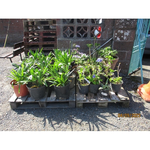 23 - A quantity of potted Agapanthus together with other potted plants and shrubs