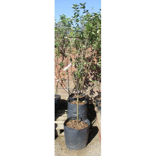 34 - Four genuine Jersey apple trees