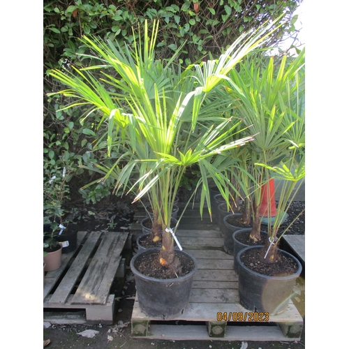 44 - Six mature potted palms