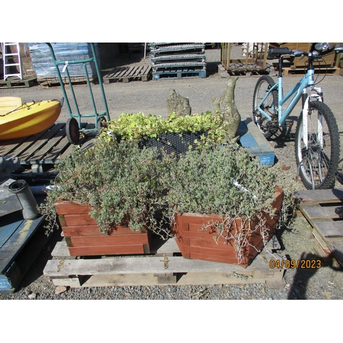 55 - Two wooden planters containing ice plants together with a rattan effect planter containing Ivy