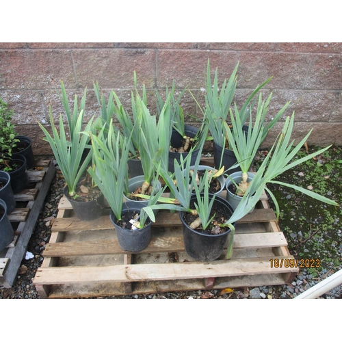 33 - Ten Blue Beard Iris