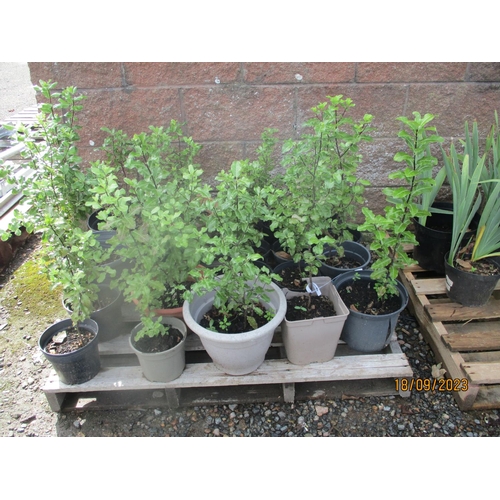 34 - Twenty Pittosporum hedging shrubs