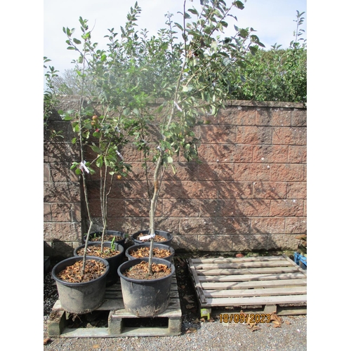 50 - Four Genuine Jersey apple trees
