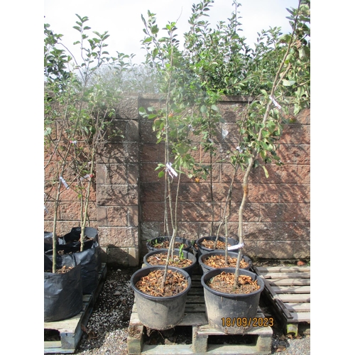 51 - Four Genuine Jersey apple trees