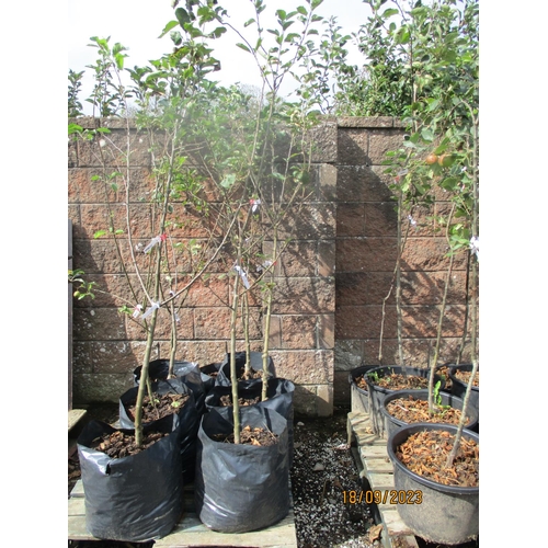 52 - Four Genuine Jersey apple trees