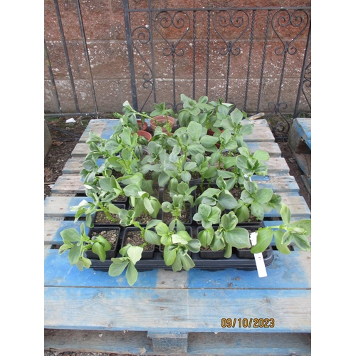 47 - Three trays of Broad Bean plants